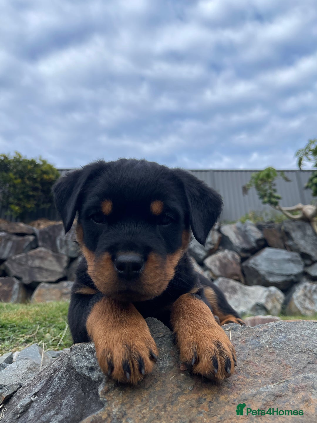 Rottweiler dogs for sale: Pure Bred Rottweilers Boys and Girls Available - Image 4