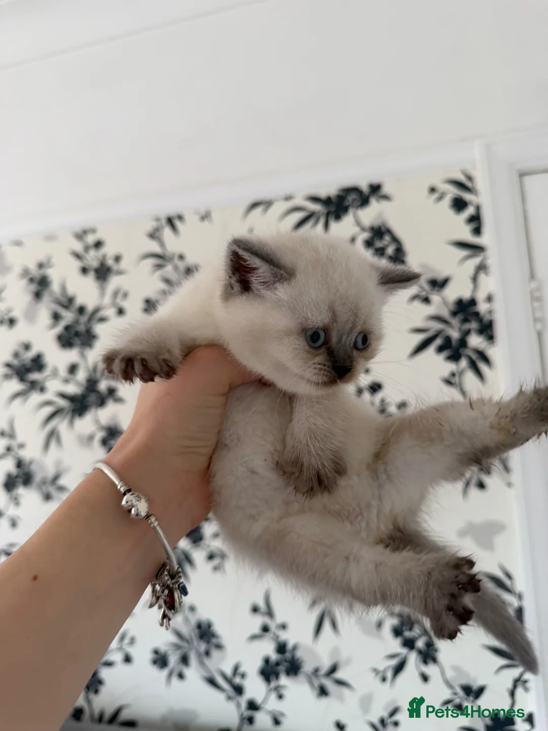 Scottish Fold cats for sale: Scottish Fold x British  - Advert 2