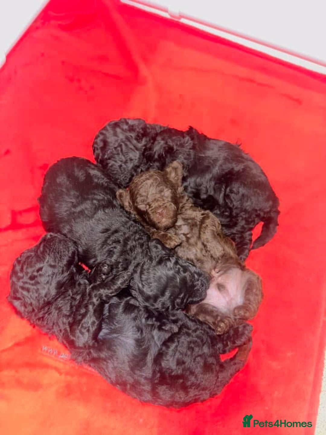 Toy Poodle dogs for sale: Waiting list for Kc toy poodles health tested - Image 10