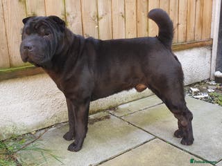 Shar Pei dogs studded previously in Liverpool - Advert 2