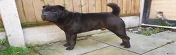 Shar Pei dogs for stud: studded previously in Liverpool - Advert 1