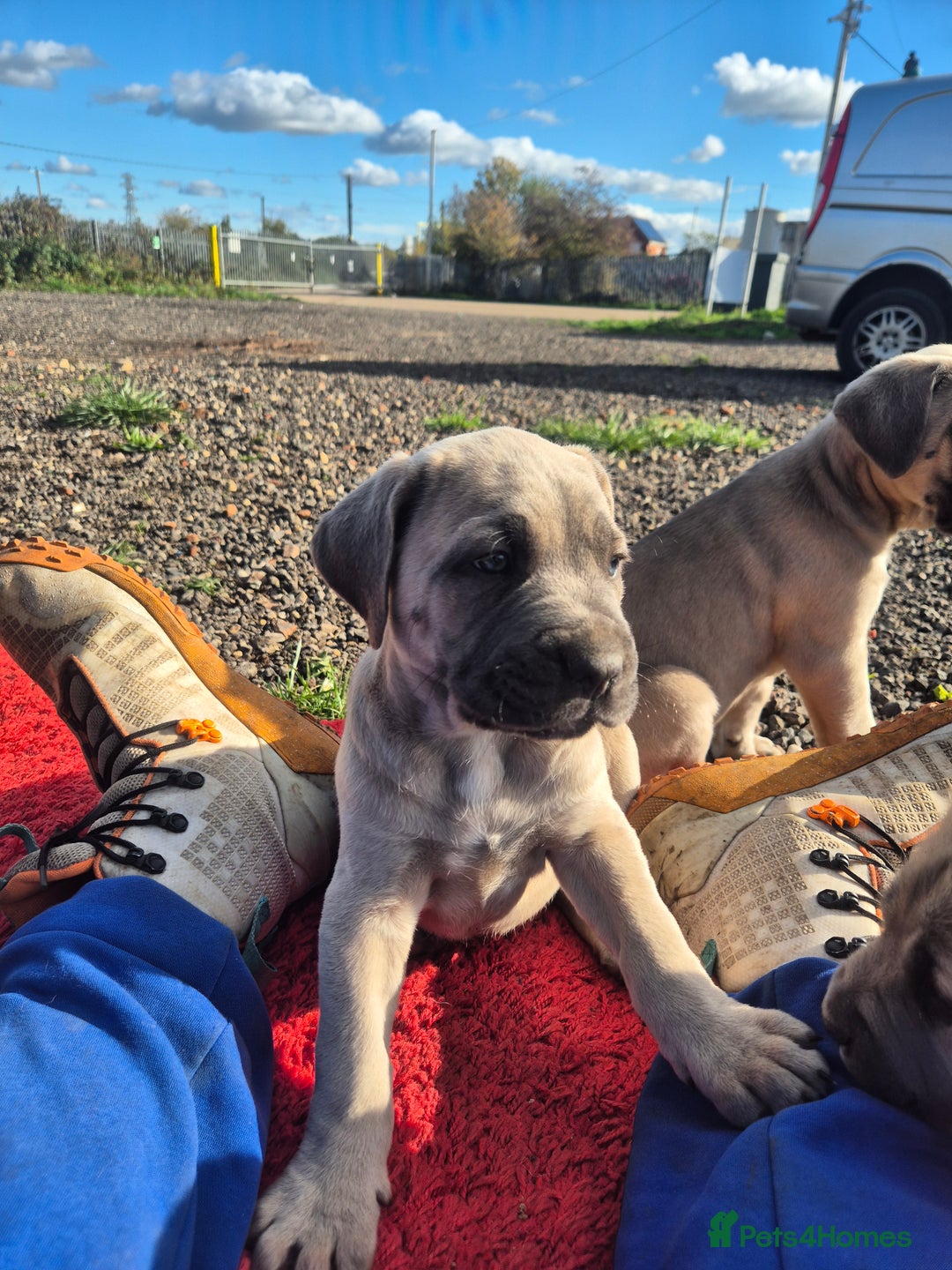 Cane Corso dogs for sale: Class Corsos  - Advert 7