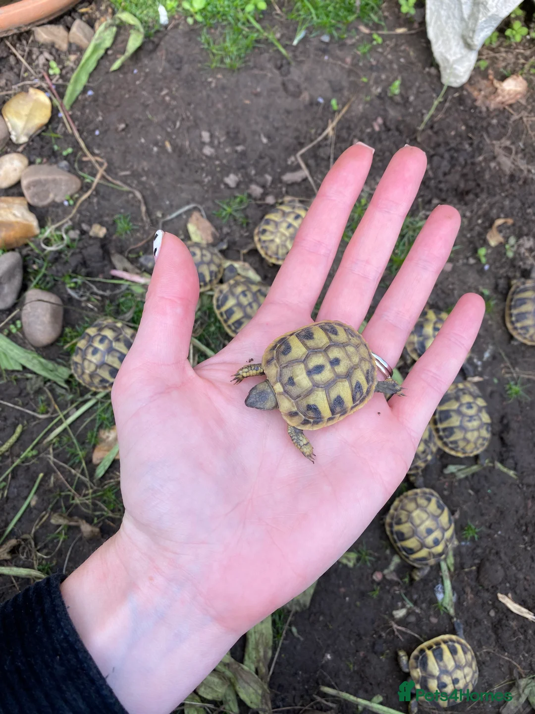 Hermann Tortoise reptiles for sale: Hermanns tortoise hatchlings  - Advert 2