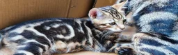 Bengal cats for sale: Bengal Marble kitten male - Advert 8