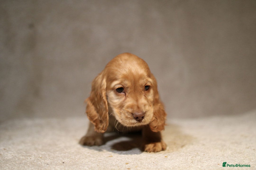 Cocker Spaniel dogs for sale: Beautiful litter of KC reg show type cockers  - Advert 6