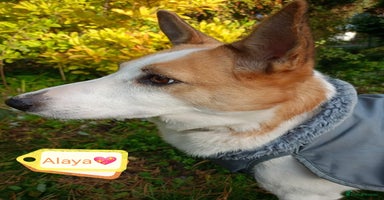 Mixed Breed dogs - Advert 7