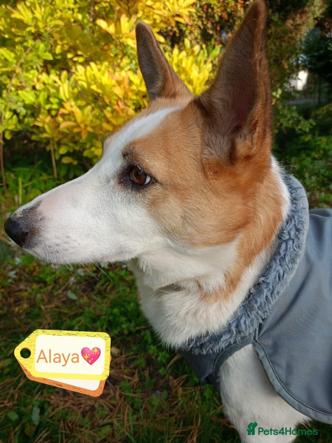Mixed Breed dogs for adoption: 💖🐶 ALAYA 🐶💖 - Image 2