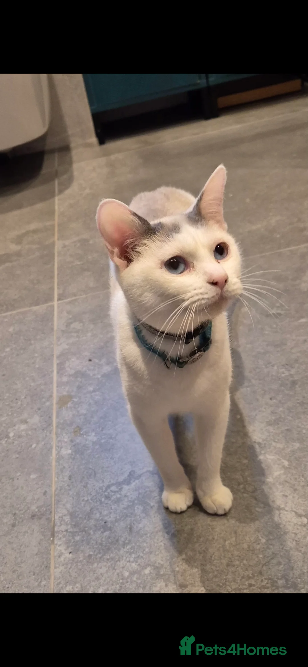 Mixed Breed cats for sale: Bengal cross Kittens for sale - Advert 1