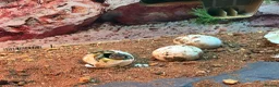 Hermann Tortoise reptiles for sale: I year hand nurtured Hermann juveniles in Barry - Advert 7