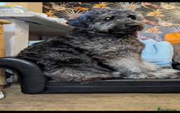 Goldendoodle dogs for stud: Frankie for stud only.   - Image 4