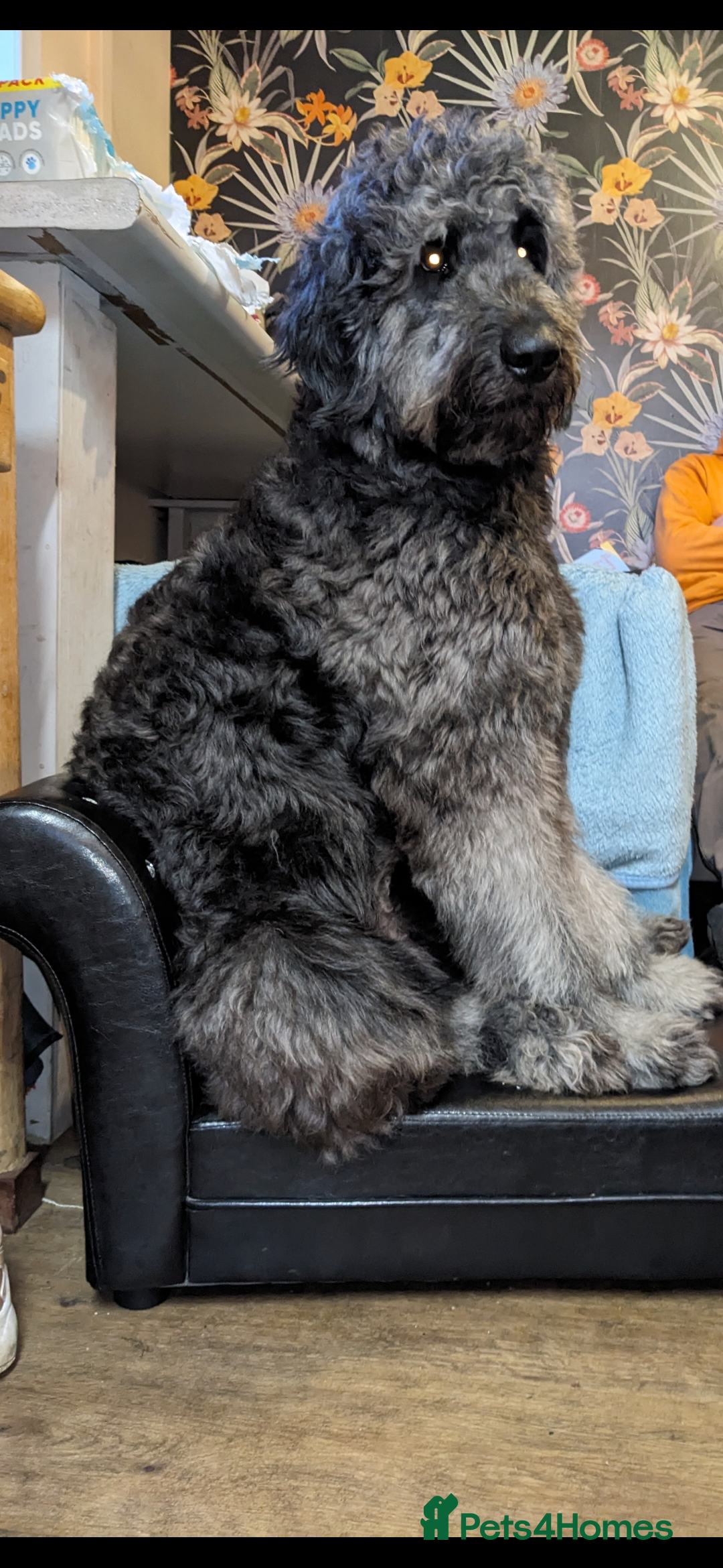 Goldendoodle dogs for stud: Frankie for stud only.   - Image 4