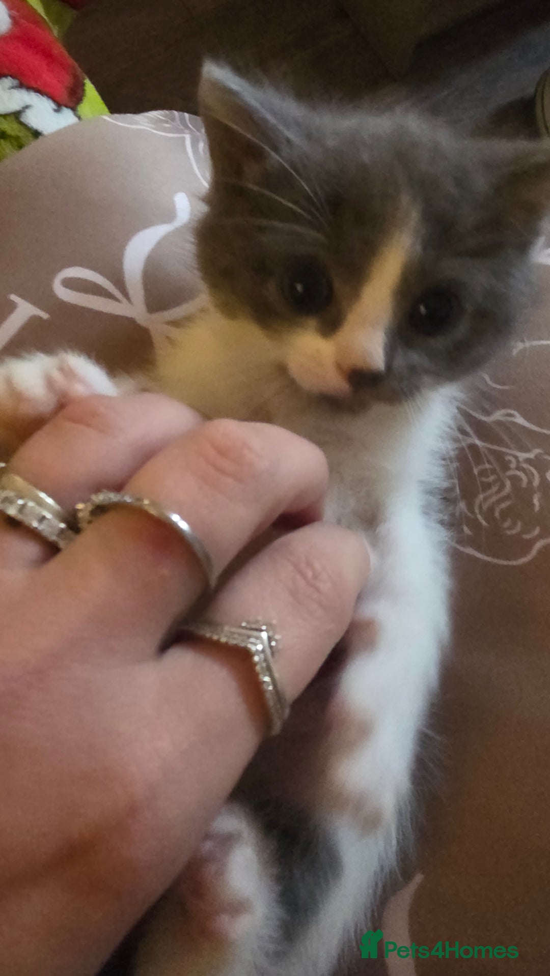 Ragdoll cats for sale: 3 beautiful ragdoll cross Persian kittens - Advert 12