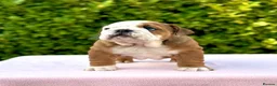 English Bulldog dogs for sale: Double CRUFTS winners bred bulldog puppies  - Advert 16