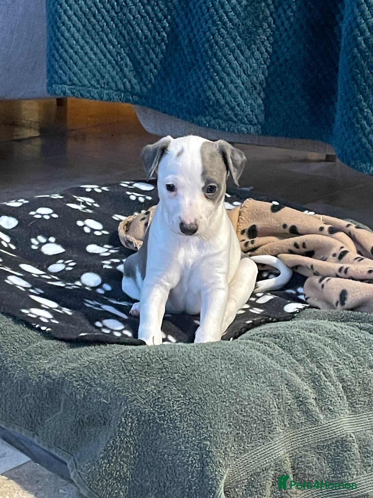 Whippet dogs Top quality whippet girl pups *ONE LEFT* - Advert 13