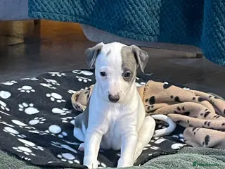 Whippet dogs Top quality whippet girl pups *ONE LEFT* - Advert 13