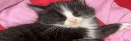 British Longhair cats for sale: Kitten available  in Houghton le Spring - Advert 4