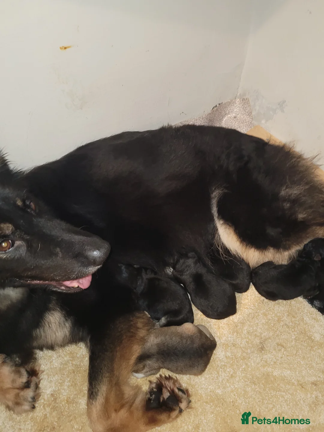 German Shepherd dogs for sale: 🔥🔥GERMAN SHEPHERD PUPS🔥🔥 - Advert 2