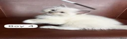 Ragdoll cats for sale: Ragdoll kittens looking for forever home💗 - Advert 12