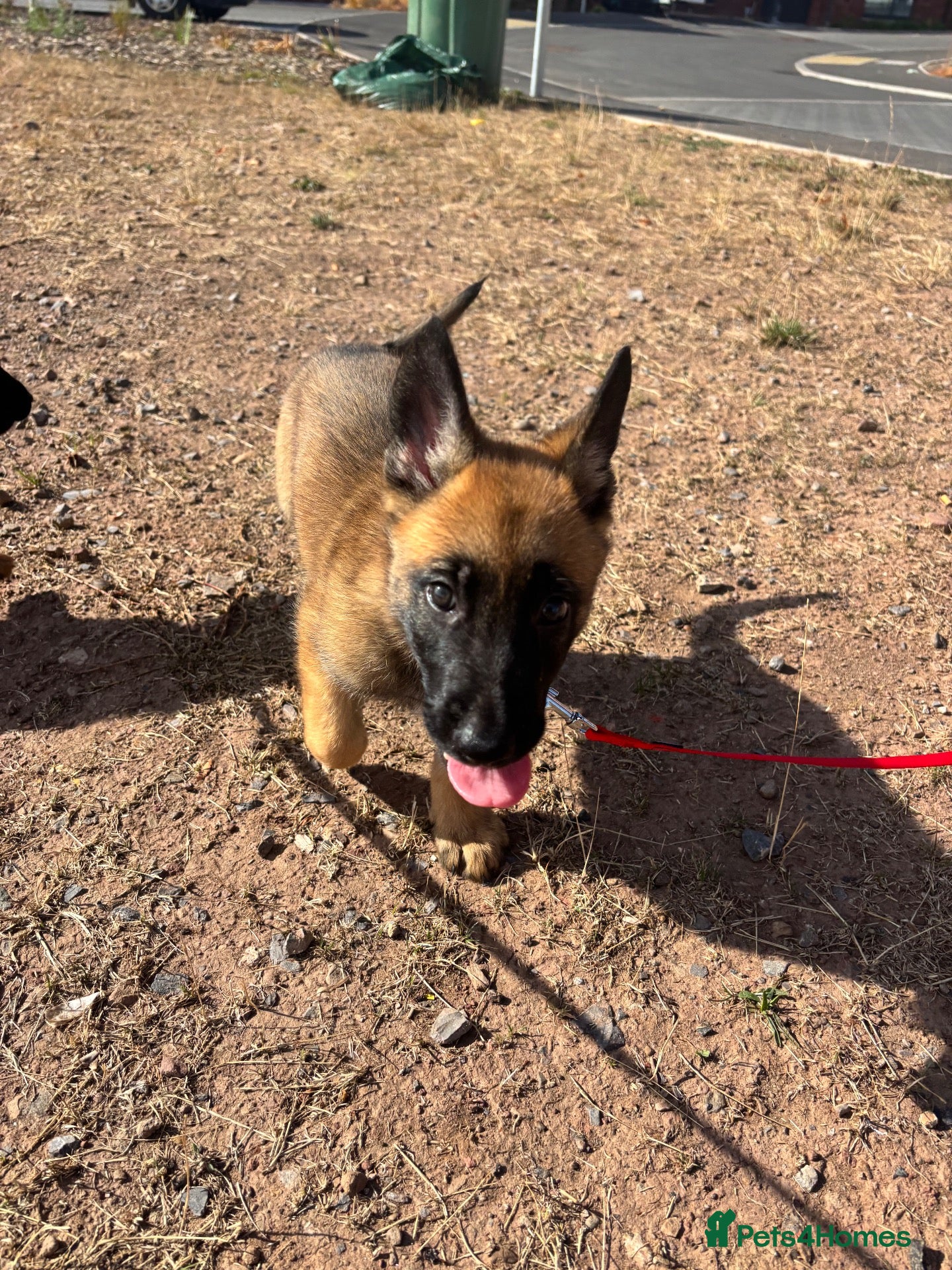 Mixed Breed dogs Beautiful German Shepard pups  - Advert 18