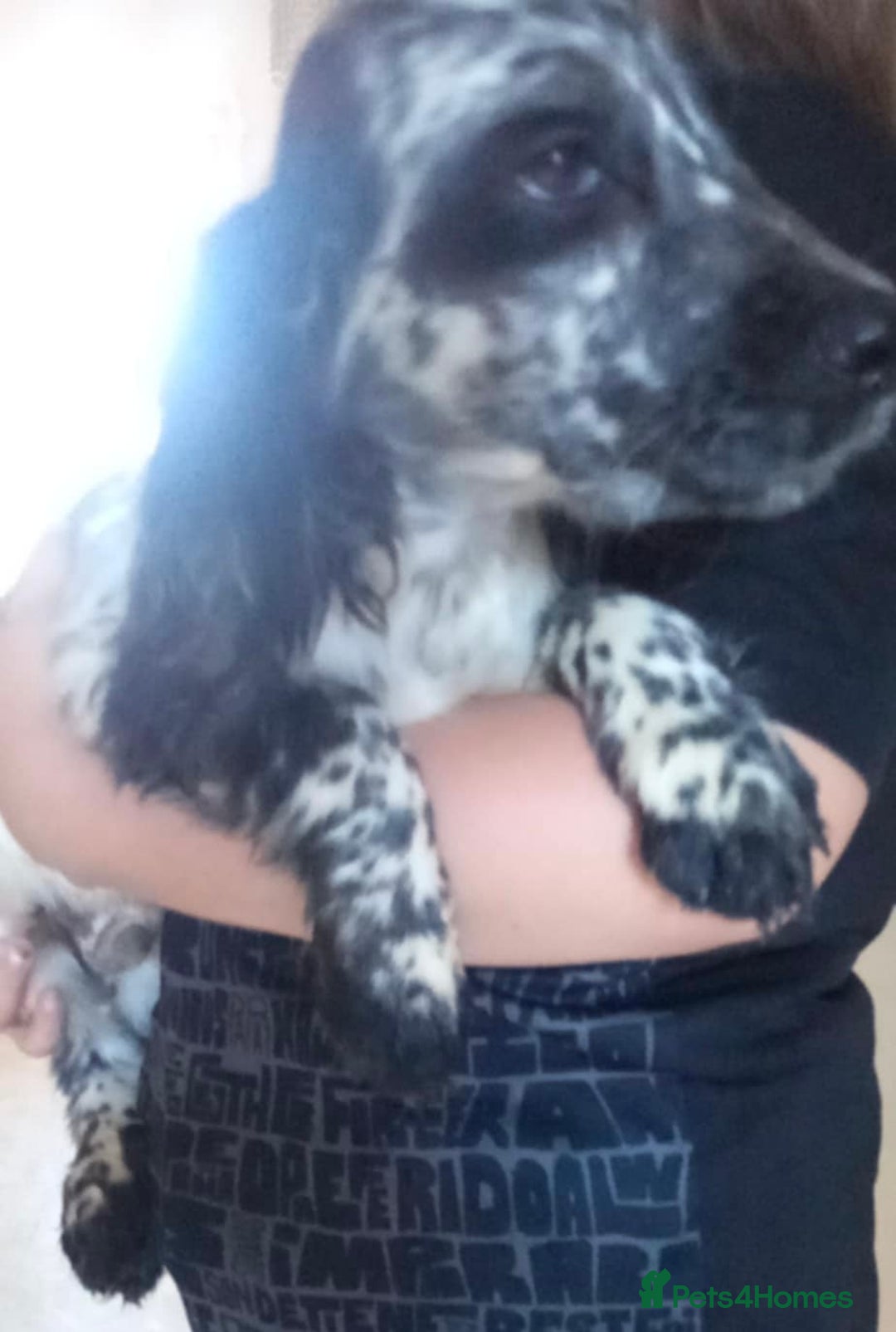 Cocker Spaniel dogs for sale: Cocker spaniel male puppies - Image 3