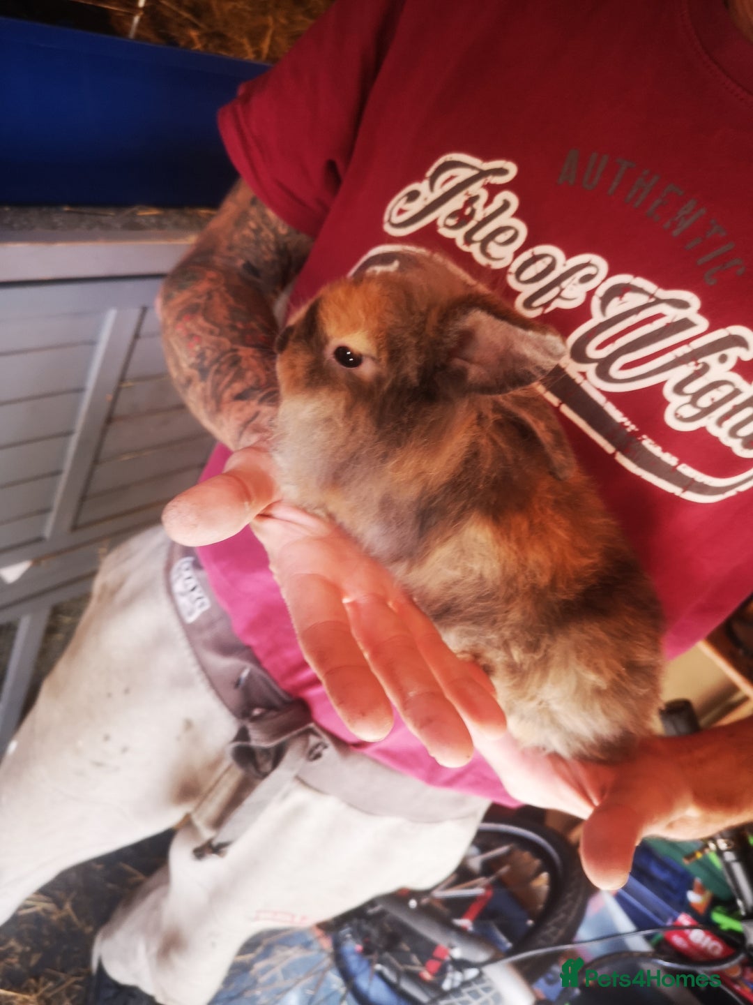 English rabbits for sale: 1 female lionhead baby rabbit bun. - Image 1