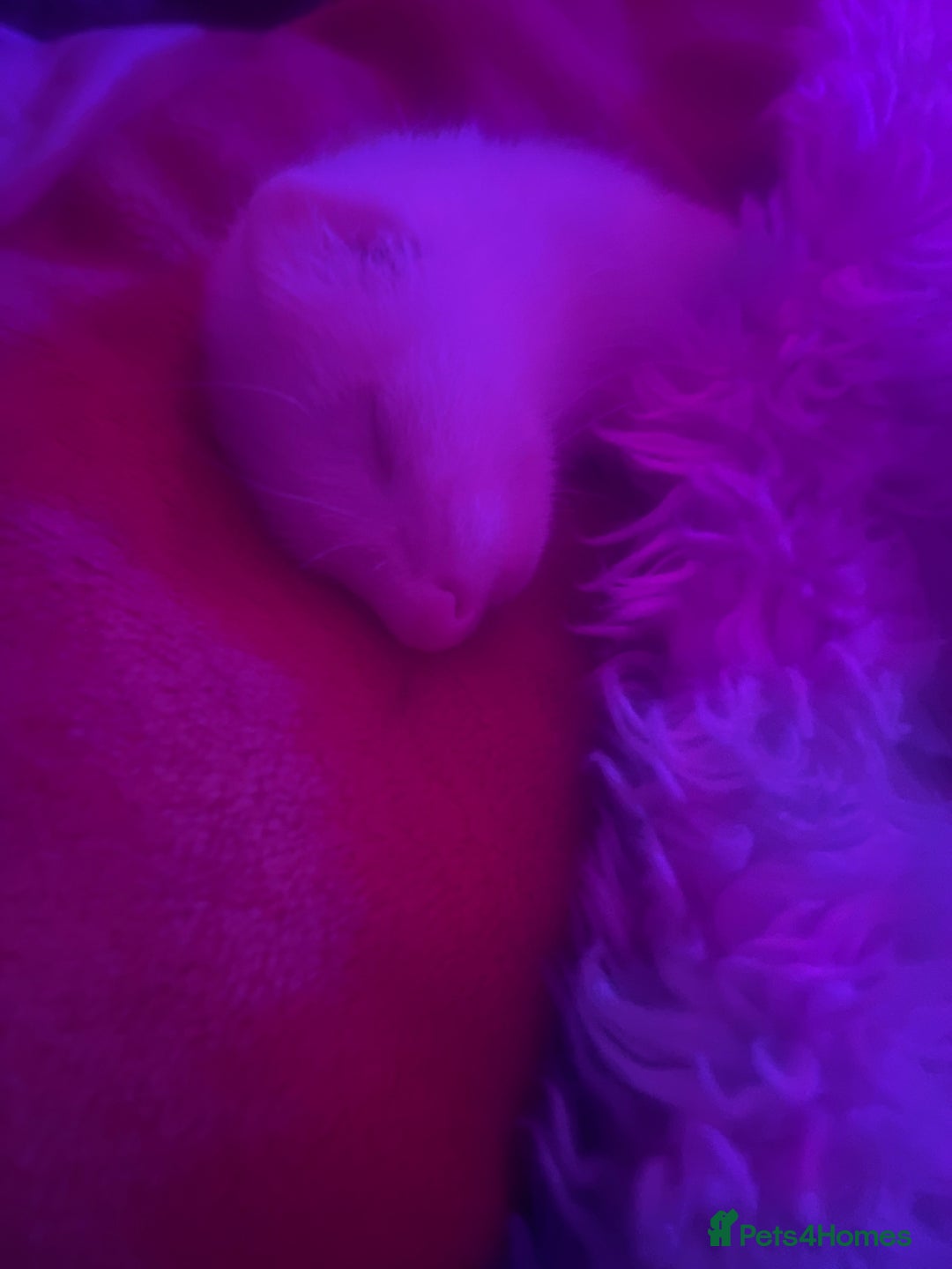 Ferret rodents for sale: Ferrets for sale 40 for 1 80 for both - Image 5