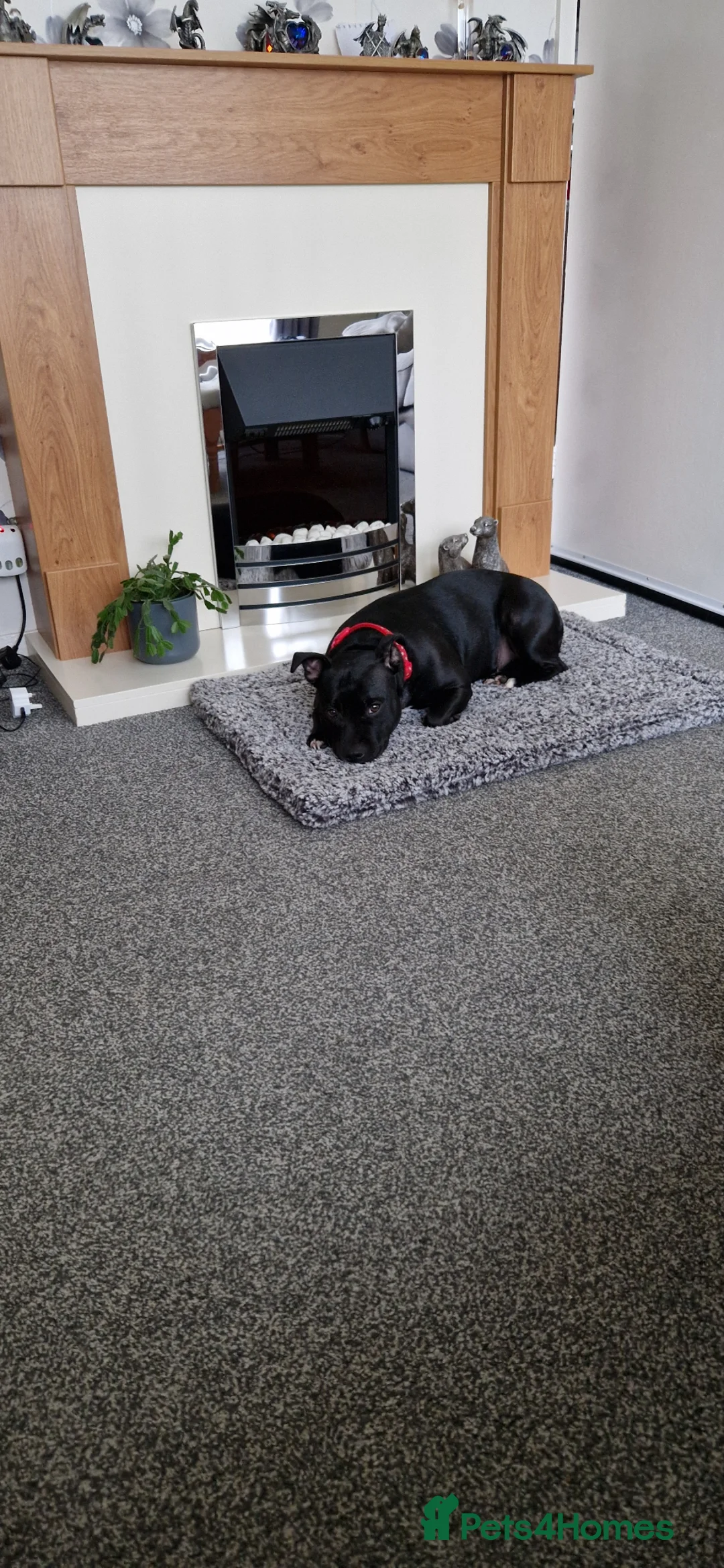 Staffordshire Bull Terrier dogs for sale: 3 year old female staffy - Advert 2