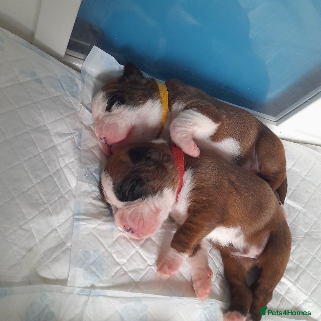 Boxer dogs for sale: Beautiful/Stunning Pedigree Boxer Puppies  - Image 16
