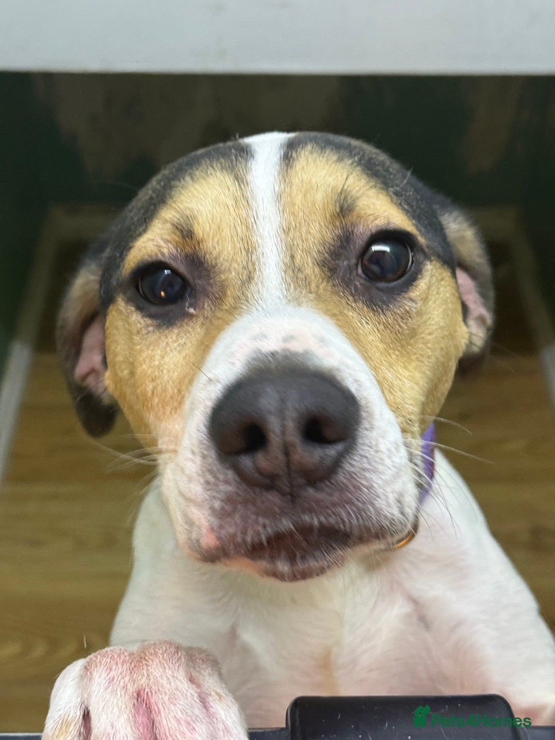 Mixed Breed dogs for sale: Beagle/staff - Image 3