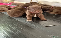 Borador dogs for sale: Gorgeous litter of chocolate Labrador cross pups  - Image 9