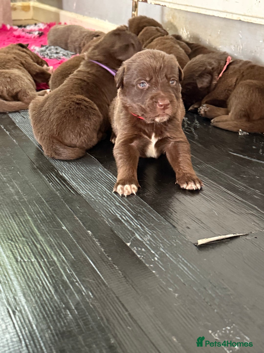 Borador dogs for sale: Gorgeous litter of chocolate Labrador cross pups  - Image 9