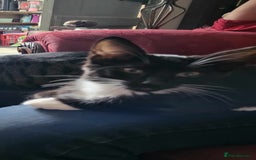 Savannah cats for sale: Sooty the sweetest Savannah cross - Image 4