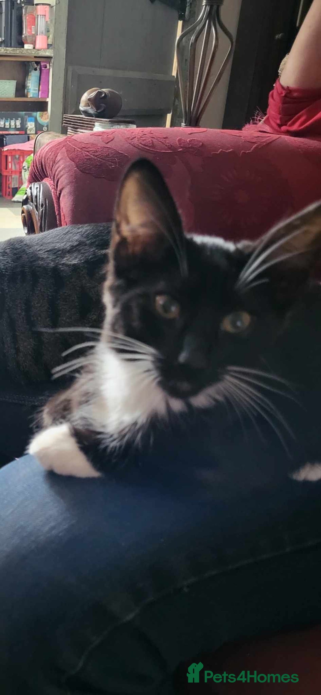 Savannah cats for sale: Sooty the sweetest Savannah cross - Image 4