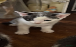 British Shorthair cats for sale: 3 grey beautiful girls  - Image 3