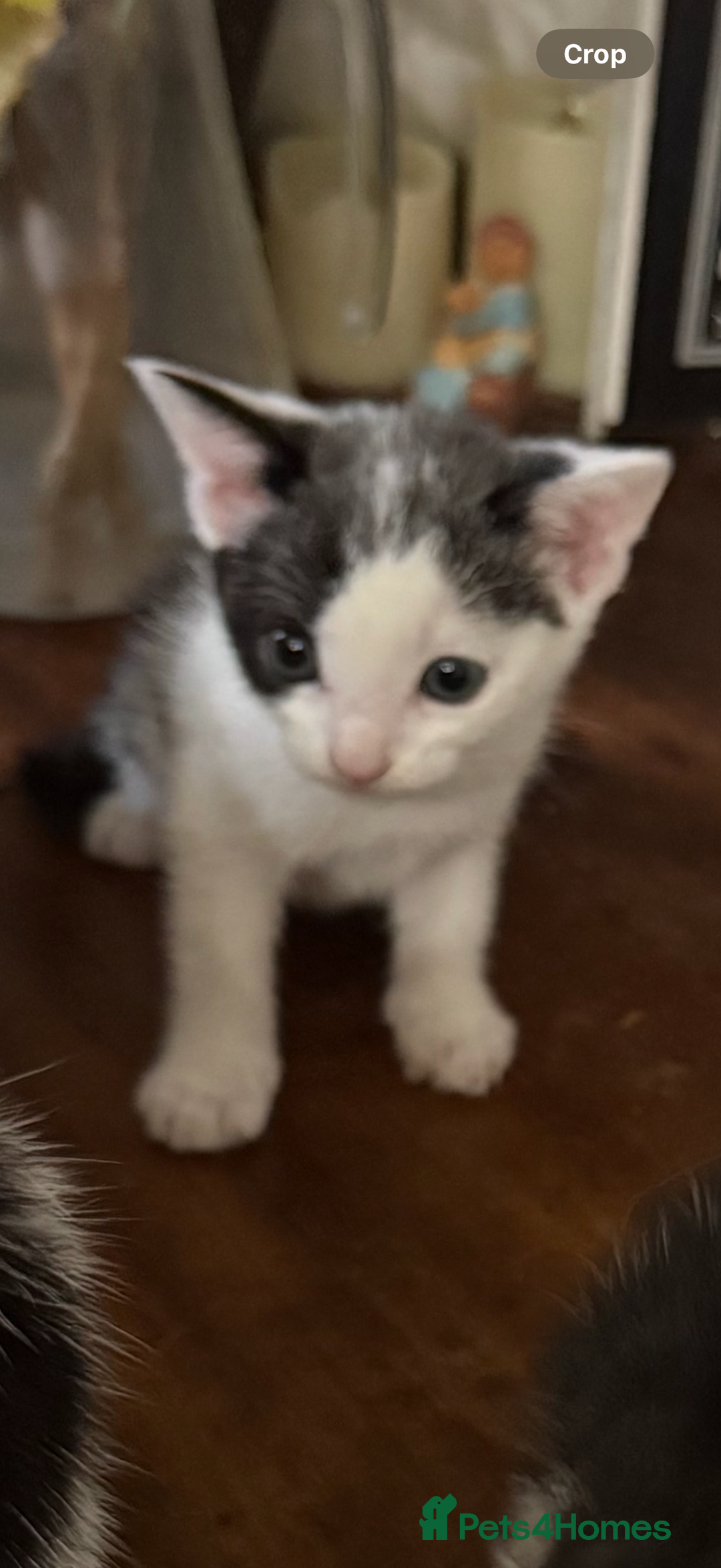 British Shorthair cats for sale: 3 grey beautiful girls  - Image 3