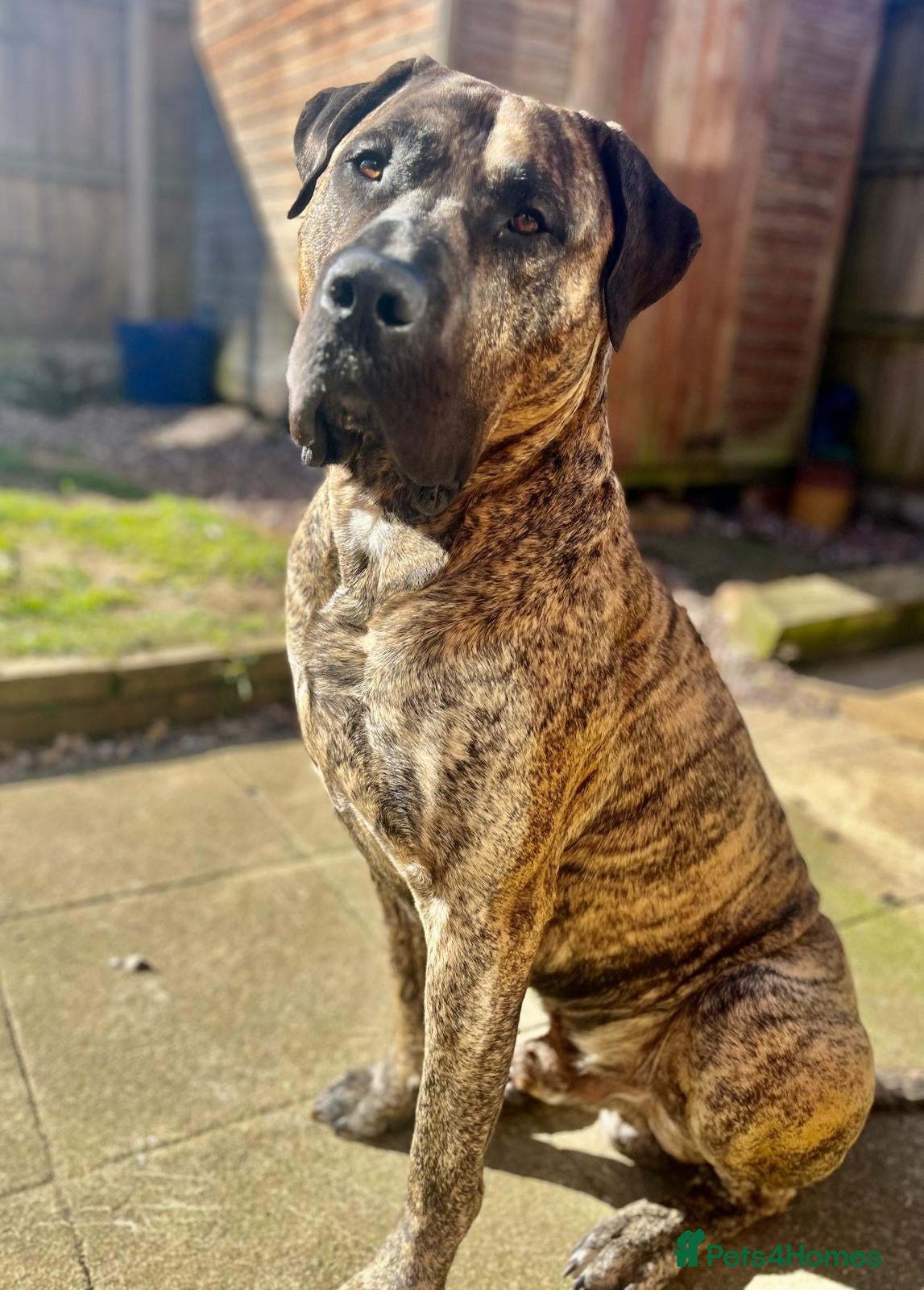 Presa Canario dogs Presa Canario male 4 yrs old - Advert 5