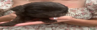 Cockapoo 3