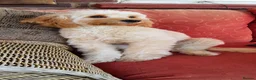 Cockapoo dogs for sale: Beautiful Hudson needs a loving forever home  - Advert 3