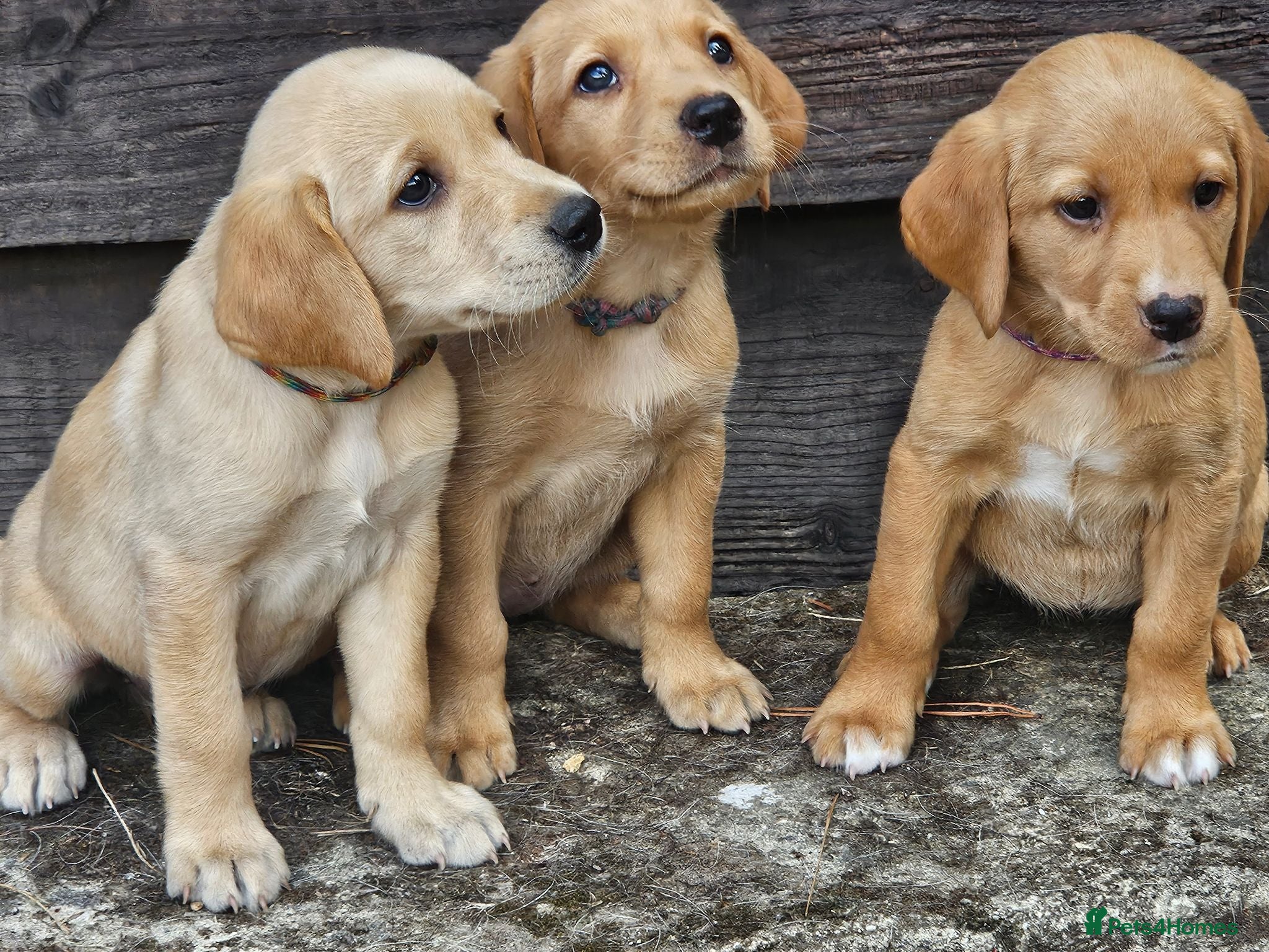 Labrador Retriever dogs 3 Lovely Girls Fox red & Yellow Labrador puppies - Advert 5