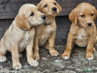 Labrador Retriever dogs 3 Lovely Girls Fox red & Yellow Labrador puppies - Advert 5
