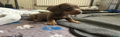 Dachshund 2