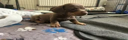 Dachshund dogs for sale: Stunning mini Dacshund puppies - Advert 3
