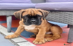 Boxer dogs for sale: Bobtail Boxer Male - Image 2