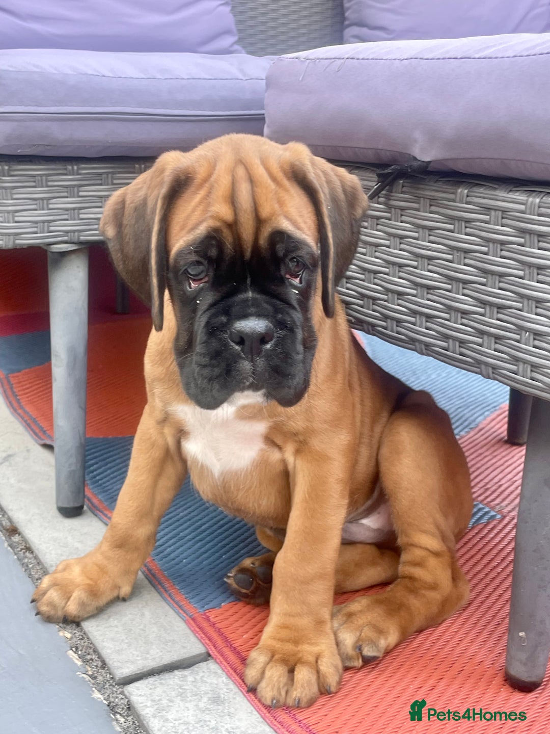 Boxer dogs for sale: Bobtail Boxer Male - Image 2