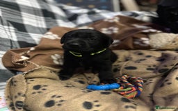 Labrador Retriever dogs for sale: 1 male Labrador puppy - Image 12