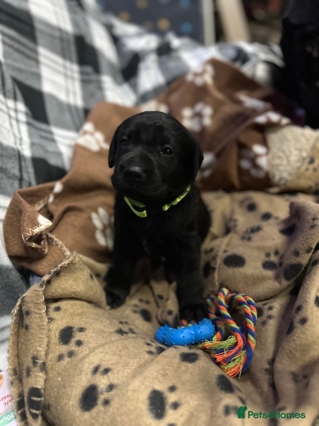 Labrador Retriever dogs for sale: 1 male Labrador puppy - Image 12