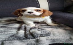 Cavalier King Charles Spaniel dogs for sale: Cavaliers King Charles spaniels - Image 18