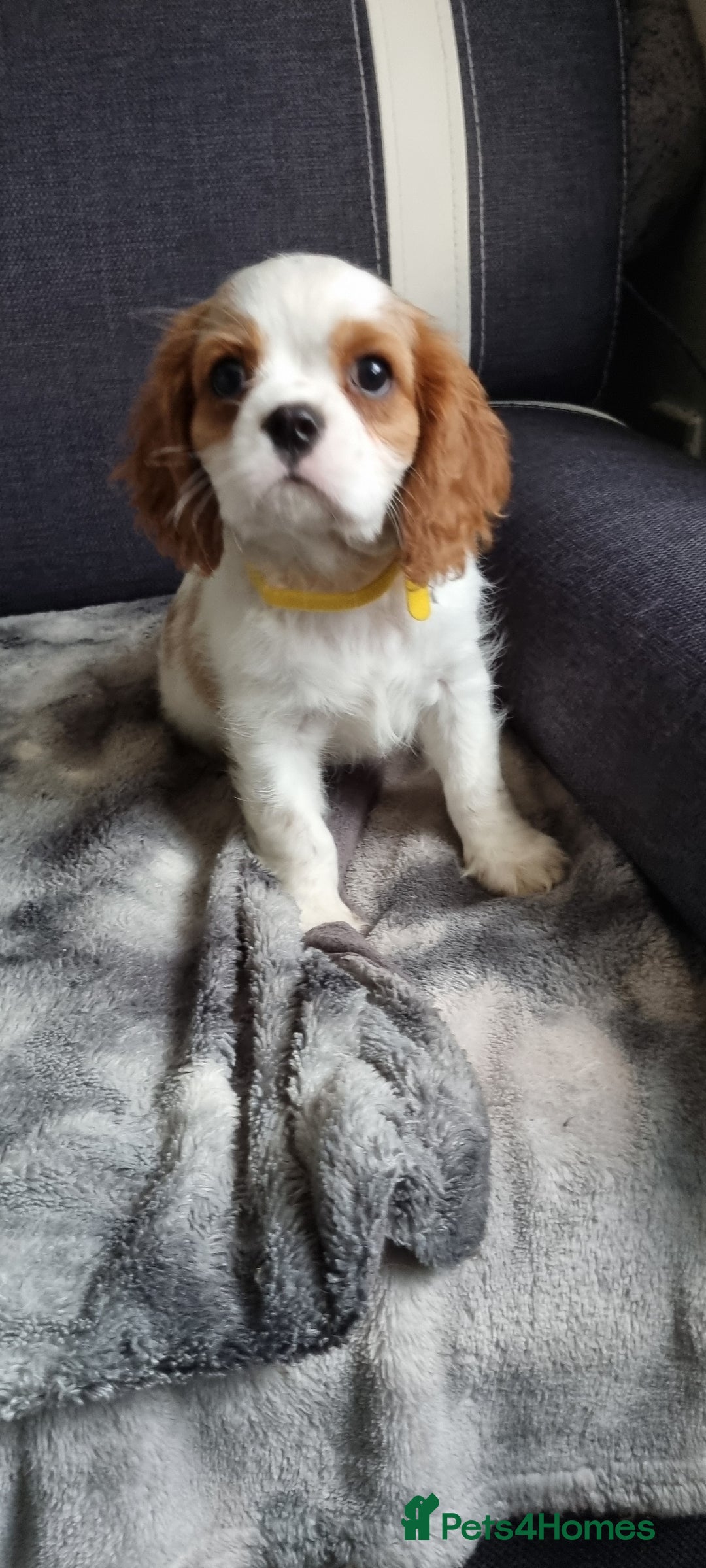 Cavalier King Charles Spaniel dogs for sale: Cavaliers King Charles spaniels - Image 18