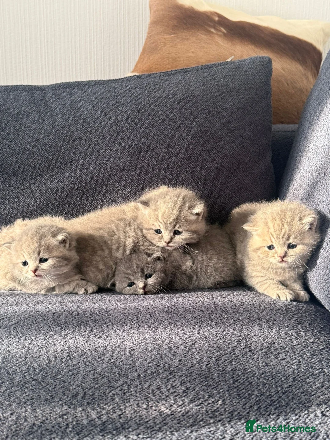 British Shorthair cats for sale: These are pedigree kittens! - Advert 1