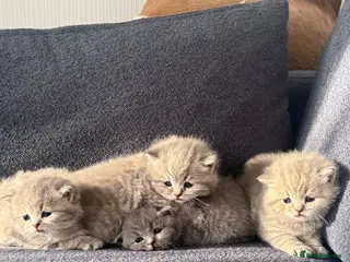 British Shorthair cats These are pedigree kittens! - Advert 1